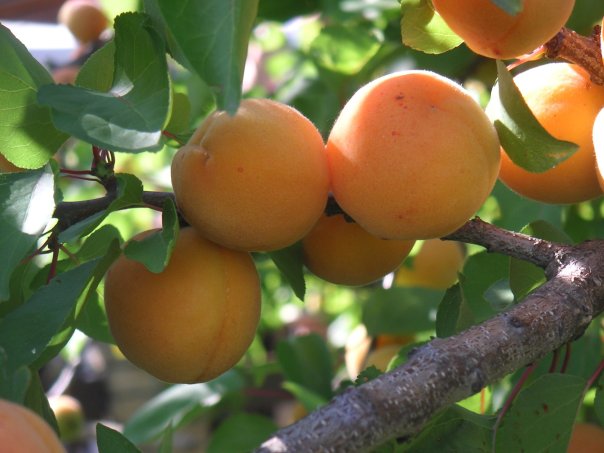Apricot-Tree
