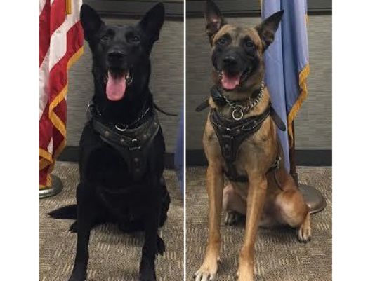 Hurricane and Jordan the Belgian Malanois security dogs that help stop White House intruders this week.